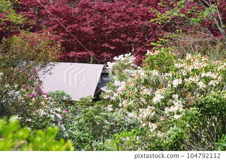 Scenery of rhododendrons in Udaira flower garden Scenery of rhododendrons in Udaira flower garden 104792112