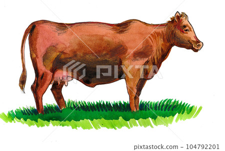 Grazing cow. Hand drawn ink and watercolor on paper Grazing cow. Hand drawn ink and watercolor on paper 104792201