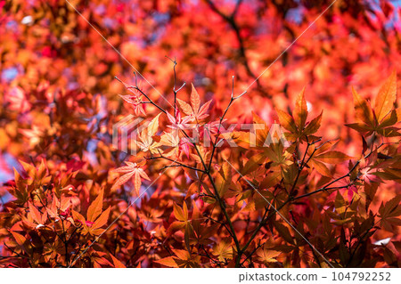Autumn leaves in summer Autumn leaves in summer 104792252