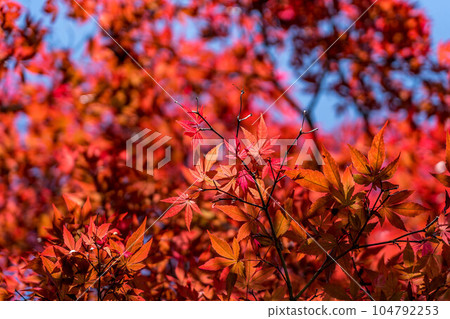 Autumn leaves in summer Autumn leaves in summer 104792253