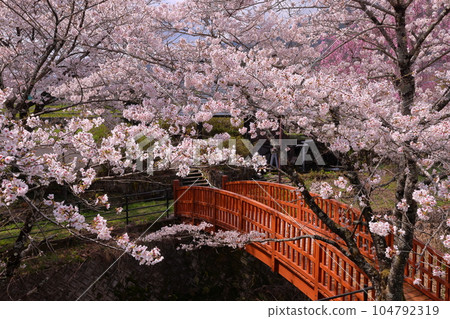 山梨縣南阿爾卑斯市平岡市 螢橋公園染井吉野櫻花盛開，漆河上的木橋盛開 104792319
