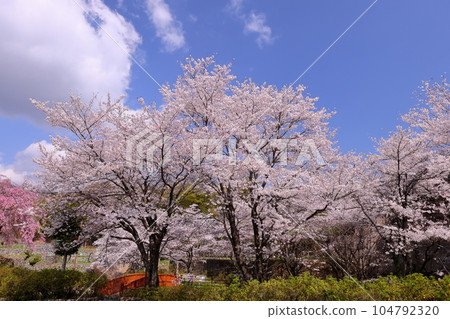 Hiraoka, Minami Alps City, Yamanashi Prefecture View of someiyoshino cherry blossoms in Hotarumibashi Park in full bloom and a wooden bridge over the Urushi River 104792320
