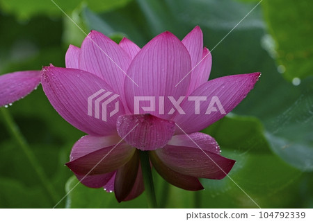 Water droplets on a lotus flower in Gyoda Ancient Lotus Park 104792339