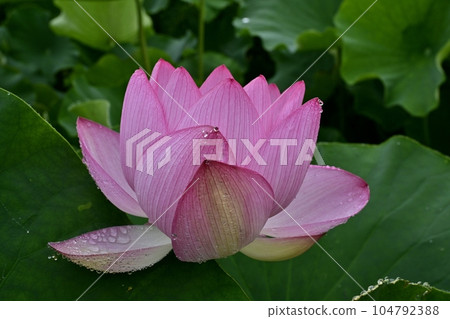 Water droplets on a lotus flower in Gyoda Ancient Lotus Park 104792388