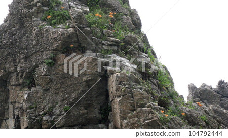 岩石百合盛開在陡峭的海岸懸崖的岩石上 岩石百合盛開在陡峭的海岸懸崖的岩石上 104792444