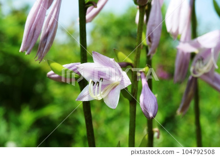 Kobagiboushi（小葉giboshi）開始開花 104792508