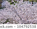 Cherry Blossoms   104792538