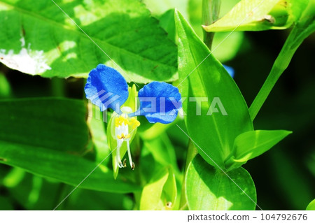 The rainy season is the most beautiful! Commelina (dayflower) The rainy season is the most beautiful! Commelina (dayflower) 104792676
