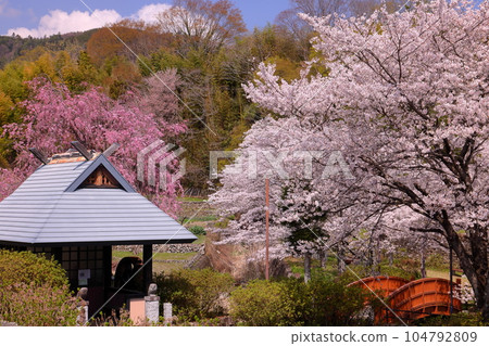 Hiraoka, Minami-Alps City, Yamanashi Prefecture View of someiyoshino and benishidarezakura in Hotarumibashi Park with cherry blossoms in full bloom and a watermill on the Urushi River Hiraoka, Minami-Alps City, Yamanashi Prefecture View of someiyoshino and benishidarezakura in Hotarumibashi Park with cherry blossoms in full bloom and a watermill on the Urushi River 104792809