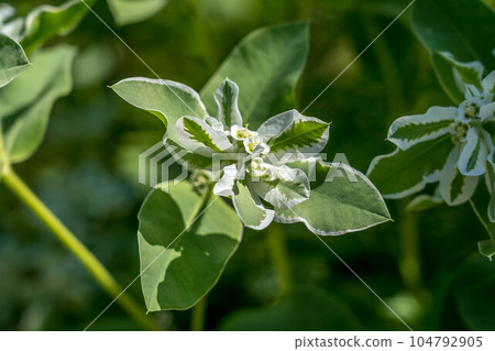 midsummer's first snow grass 104792905