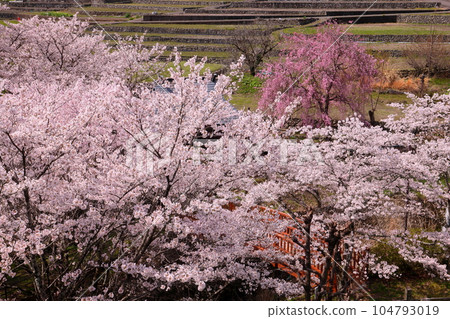 山梨縣南阿爾卑斯市平岡市 漆川沿岸的螢橋公園內盛開的染井吉野櫻和紅櫻櫻 山梨縣南阿爾卑斯市平岡市 漆川沿岸的螢橋公園內盛開的染井吉野櫻和紅櫻櫻 104793019