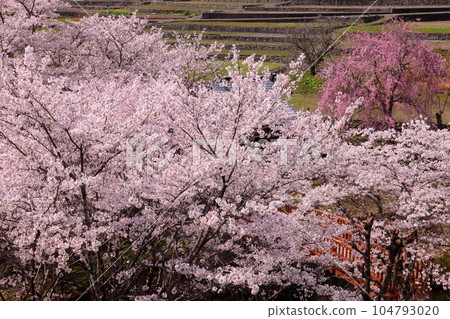 山梨縣南阿爾卑斯市平岡市 漆川沿岸的螢橋公園內盛開的染井吉野櫻和紅櫻櫻 山梨縣南阿爾卑斯市平岡市 漆川沿岸的螢橋公園內盛開的染井吉野櫻和紅櫻櫻 104793020