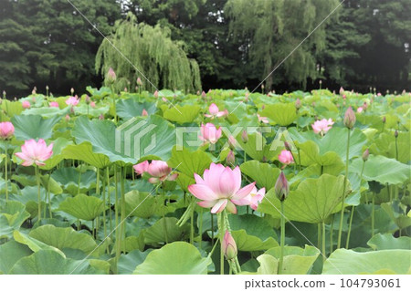 荷花池綠樹成蔭，景色寧靜 104793061