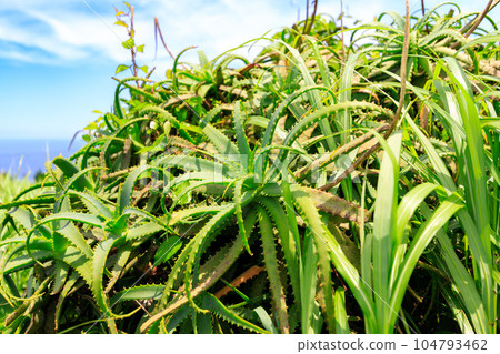Aloe of Okoshienchi Aloe of Okoshienchi 104793462