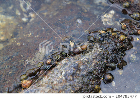 Crowded hermit crabs Crowded hermit crabs 104793477