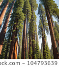 pine forest in the spring 104793639