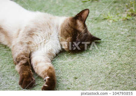 Siamese cat is sweetly sleeping lying on green grass Domestic feline animal pet. 104793855