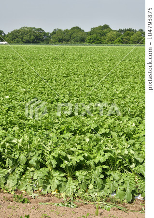 Shoot the scenery of the radish field in Imakane-cho, Hokkaido in summer 104793875
