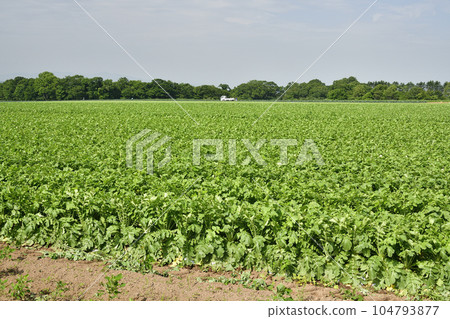Shoot the scenery of the radish field in Imakane-cho, Hokkaido in summer 104793877