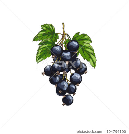 Hand drawn colorful bunch of blackcurrant sketch style, vector illustration 104794100