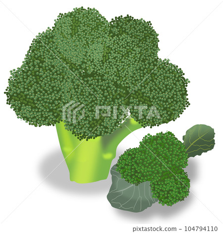 新鮮的西蘭花 新鮮的西蘭花 104794110