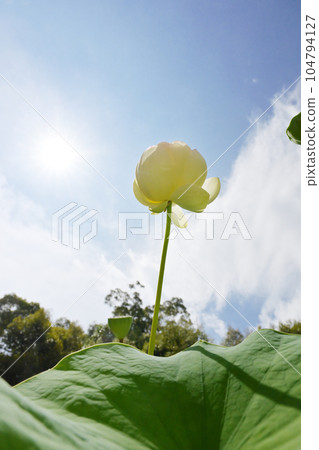 Sun and lotus flowers Summer flowers Lotus blooming towards the sky Image material 104794127