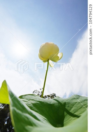 Sun and lotus flowers Summer flowers Lotus blooming towards the sky Image material 104794129