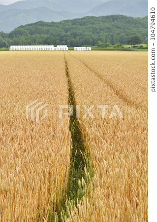 Shoot the scenery of the barley field in summer in Imakane-cho, Hokkaido Shoot the scenery of the barley field in summer in Imakane-cho, Hokkaido 104794610