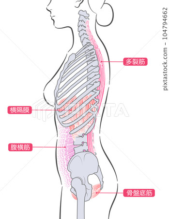 女性的內部肌肉 女性的內部肌肉 104794662