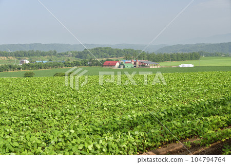 Shoot the landscape of soybean fields in Imakane-cho, Hokkaido in summer 104794764