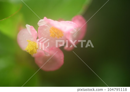 Begonia flowers with margins Begonia flowers with margins 104795118