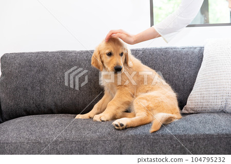 golden retriever golden retriever 104795232