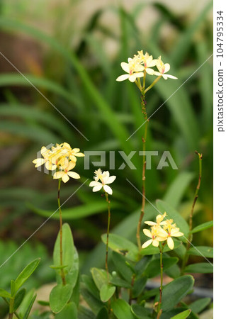 Epidendrum Epidendrum 104795334