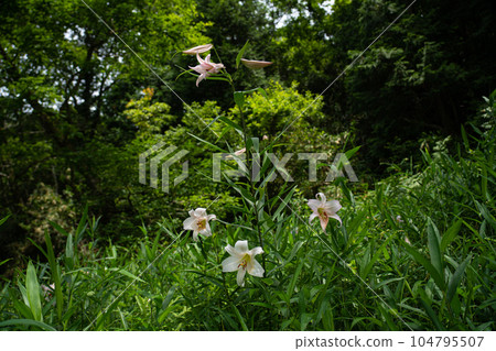 Flower of lily of the valley blooming in early summer satoyama Flower of lily of the valley blooming in early summer satoyama 104795507