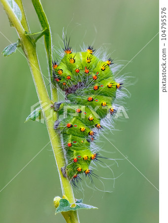Emperor Moth caterpillar - Saturnia pavonia Emperor Moth caterpillar - Saturnia pavonia 104795576