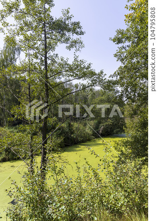 Swampy terrain with plants in summer Swampy terrain with plants in summer 104795808