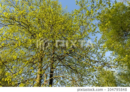 deciduous trees with green foliage in the spring season deciduous trees with green foliage in the spring season 104795848