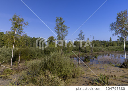 Swampy terrain with plants in summer 104795880