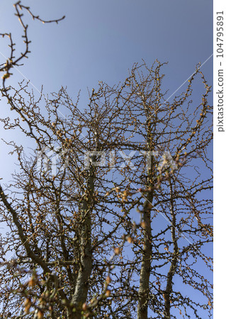 larch tree in sunny weather in early spring larch tree in sunny weather in early spring 104795891