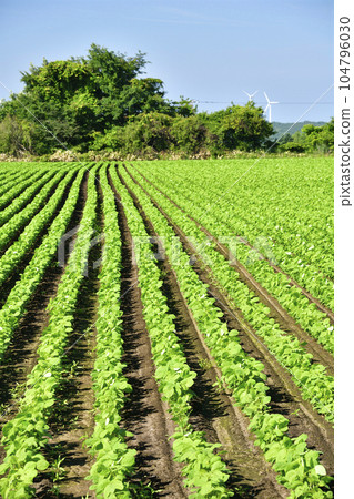 Shoot the landscape of soybean fields in Otobe-cho, Hokkaido in summer Shoot the landscape of soybean fields in Otobe-cho, Hokkaido in summer 104796030