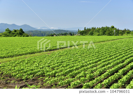 Shoot the landscape of soybean fields in Otobe-cho, Hokkaido in summer 104796031