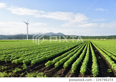 Taking a picture of a soybean field in Esashi, Hokkaido in the summer 104796254