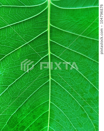 The Close up Shot of green leaf texture for the ornamental plants in the garden and eco green background banner. 104796876