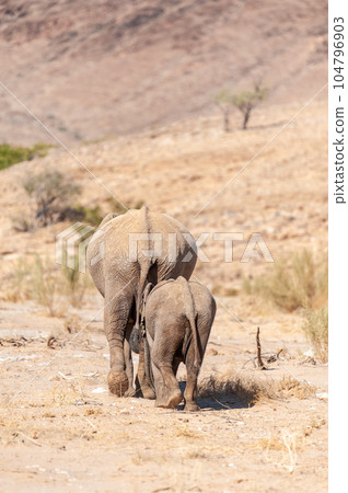 Two Desert Elephants in Namibia Two Desert Elephants in Namibia 104796903
