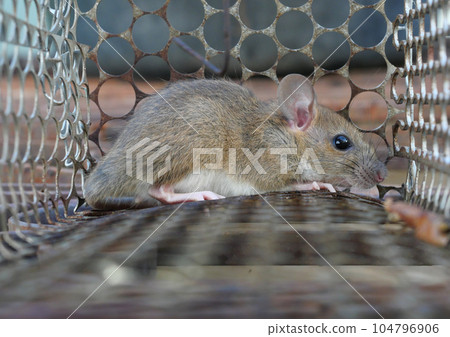 Rat in cage mousetrap, Mouse finding a way out of being confined, Trapping and removal of rodents that cause dirt and may be carriers of disease, Mice try to find freedom Rat in cage mousetrap, Mouse finding a way out of being confined, Trapping and removal of rodents that cause dirt and may be carriers of disease, Mice try to find freedom 104796906