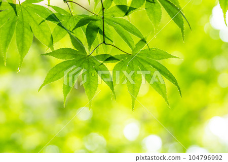 Green maple leaves and transmitted light during the rainy season 104796992