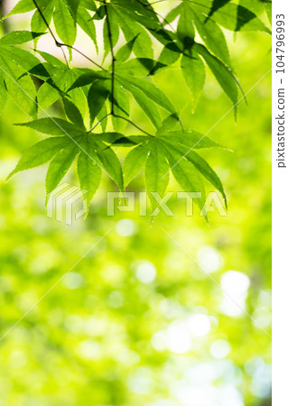 Green maple leaves and transmitted light during the rainy season 104796993