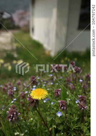 鳥取：四個季節的散步 104797142