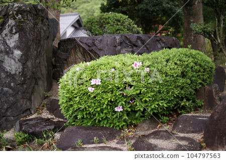 鳥取,四個季節的散步,錦鯉的游泳河,瀨戶川 鳥取,四個季節的散步,錦鯉的游泳河,瀨戶川 104797563