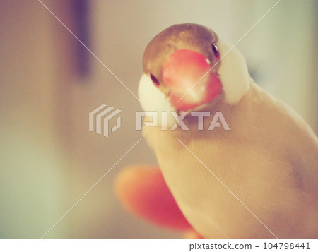 Java sparrow looking into Java sparrow looking into 104798441